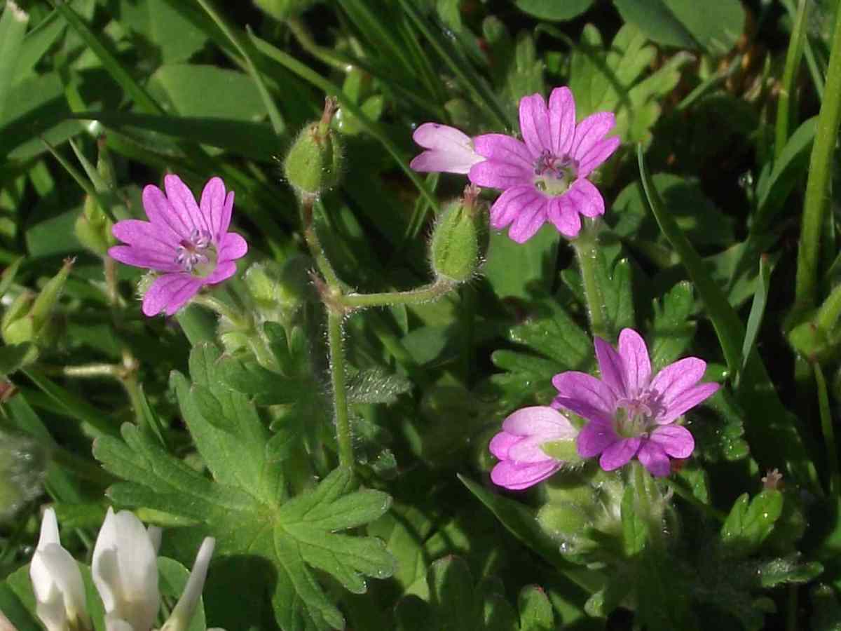 Cranesbill (wild geranium)